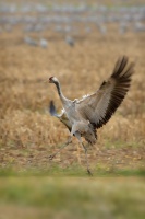 Jerab popelavy - Grus grus - Common Crane 5095